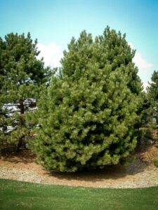 Сосна Чёрная (Pinus Nigra) купить по цене от 270.00р. в интернет-магазине «Посадика» с доставкой почтой в в Зимае и по всей России – [изображение №1].