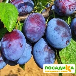 Слива Чачакская ранняя купить по цене от 229.00р. в интернет-магазине «Посадика» с доставкой почтой в в Зимае и по всей России – [изображение №1].