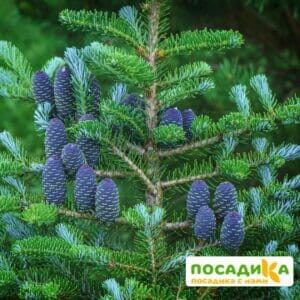 Пихта корейская (Abies koreana) купить по цене от 450.00р. в интернет-магазине «Посадика» с доставкой почтой в в Зимае и по всей России – [изображение №1].