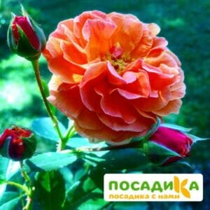 Роза Арабия купить по цене от 350.00р. в интернет-магазине «Посадика» с доставкой почтой в в Зимае и по всей России – [изображение №1].