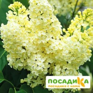 Сирень Примроуз (Primrose) купить по цене от 529.00р. в интернет-магазине «Посадика» с доставкой почтой в в Зимае и по всей России – [изображение №1].