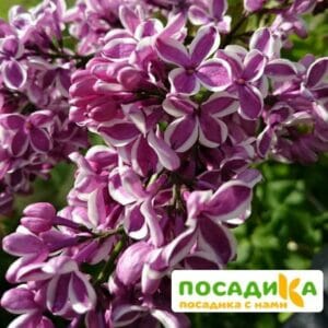 Сирень Сенсация купить по цене от 529.00р. в интернет-магазине «Посадика» с доставкой почтой в в Зимае и по всей России – [изображение №1].