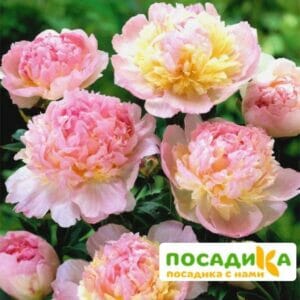 Пион Распберри Сандей (Paeonia Raspberry Sundae) купить по цене от 959р. в интернет-магазине «Посадика» с доставкой почтой в в Зимае и по всей России – [изображение №1].