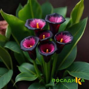 Калла Аура Лейс купить по цене от 400р. в интернет-магазине «Посадика» с доставкой почтой в в Зимае и по всей России – [изображение №1].