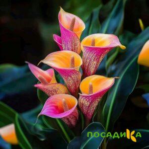 Калла Оникс купить по цене от 450р. в интернет-магазине «Посадика» с доставкой почтой в в Зимае и по всей России – [изображение №1].