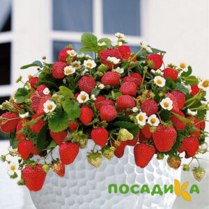 Клубника Рубиновый Шепот (горшечная) купить по цене от 240р. в интернет-магазине «Посадика» с доставкой почтой в в Зимае и по всей России – [изображение №1].
