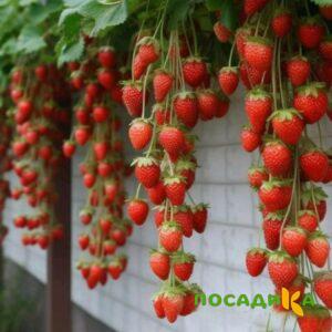 Клубника вьющаяся Комплимент купить по цене от 470р. в интернет-магазине «Посадика» с доставкой почтой в в Зимае и по всей России – [изображение №1].