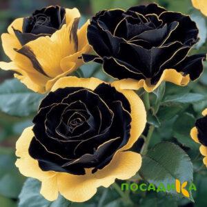 Роза Ханни Сикл купить по цене от 700р. в интернет-магазине «Посадика» с доставкой почтой в в Зимае и по всей России – [изображение №1].