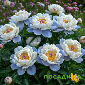 Пион акварельный Этюд купить по цене от 806р. в интернет-магазине «Посадика» с доставкой почтой в в Зимае и по всей России – [изображение №1].