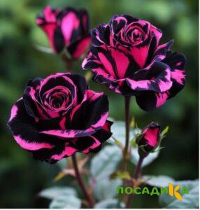 Роза Багровый Шепот купить по цене от 366р. в интернет-магазине «Посадика» с доставкой почтой в в Зимае и по всей России – [изображение №1].